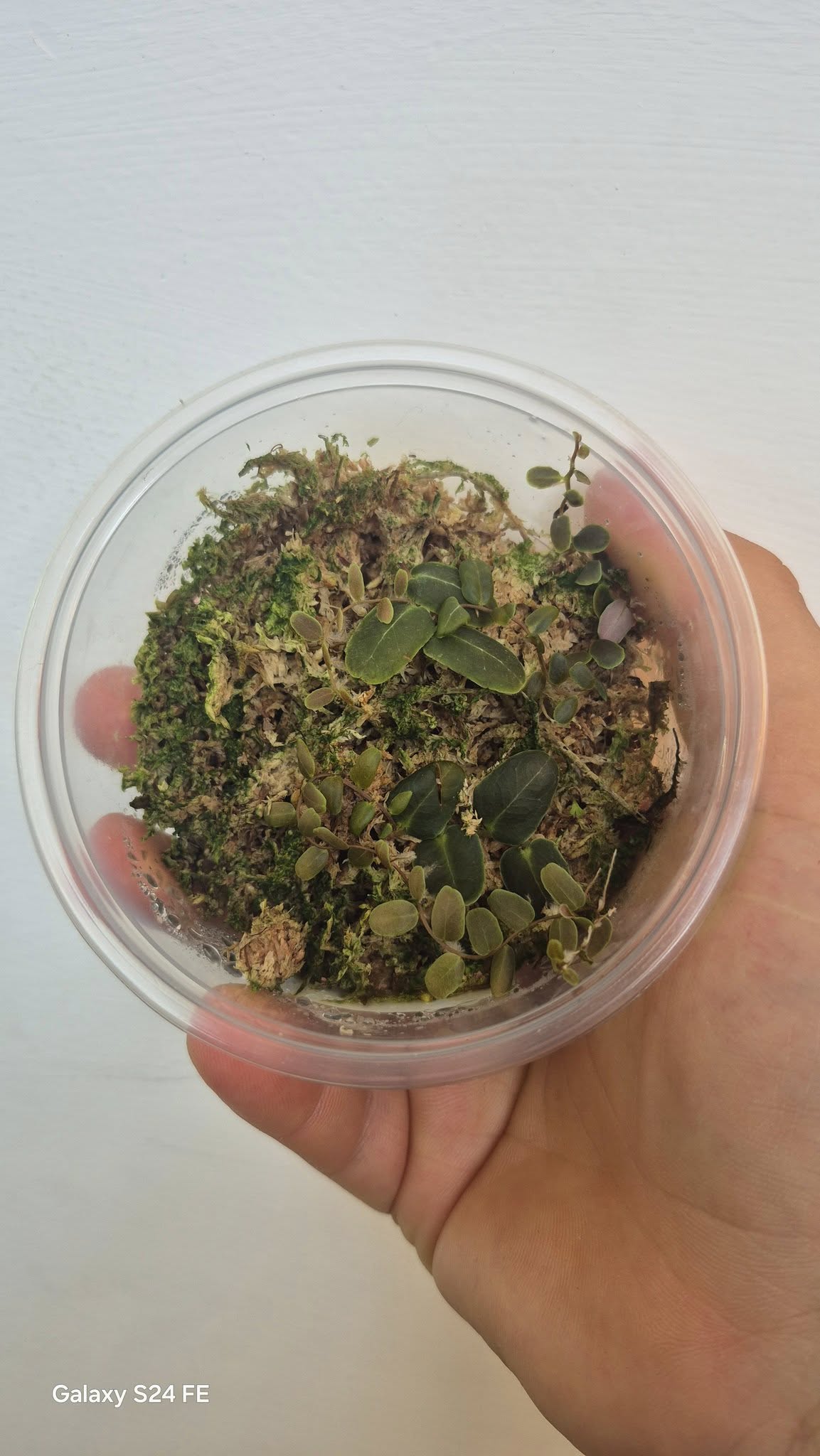 Marcgravia umbellata
